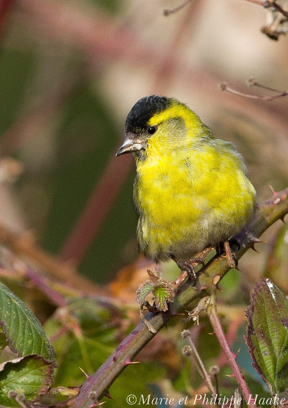 Tarin 8759_wm.jpg - Tarin des aulnes - Eurasian Siskin - Carduelis spinus(Ermitage, Genève, Suisse, février 2011)